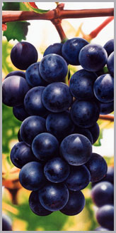 Grapes Grapes