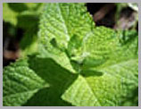 Herbs